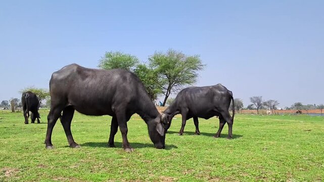 Domestic water buffalo grazing on a lush green grass field under a blue sky