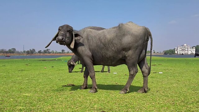 Domestic water buffalo grazing on a lush green grass field under a blue sky