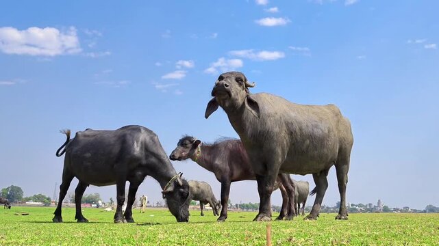 Domestic water buffalo grazing on a lush green grass field under a blue sky