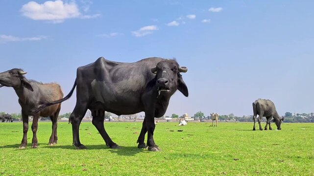 Domestic water buffalo grazing on a lush green grass field under a blue sky