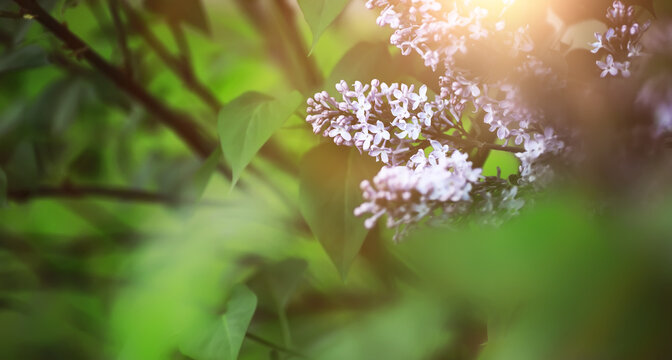 The first flowers against the background of green spring. Spring bloom.