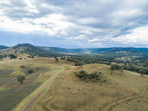 wind turbines on ridgeline overlooking farm pastures dotted with gum trees