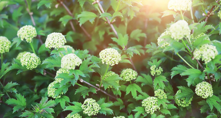 Naklejka premium The first flowers against the background of green spring. Spring bloom.