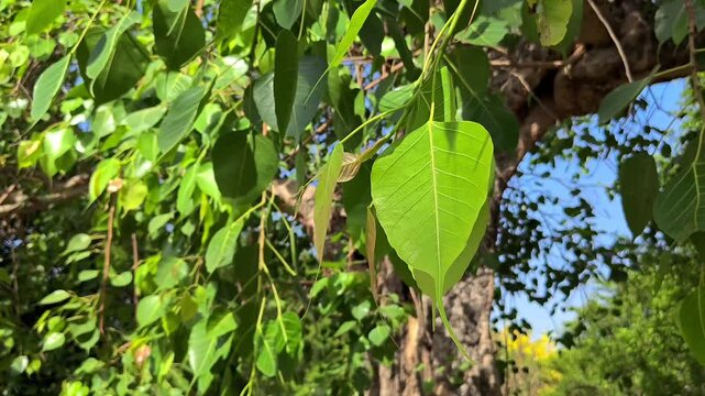 Green peepal tree leaves swaying on the branch with natural sunlight