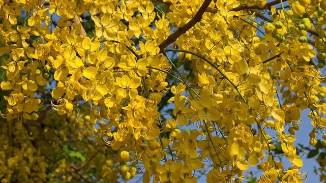 Vibrant yellow amaltas flowers blooming on a tree