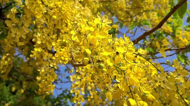 Vibrant yellow amaltas flowers blooming on a tree