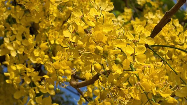 Vibrant yellow amaltas flowers blooming on a tree