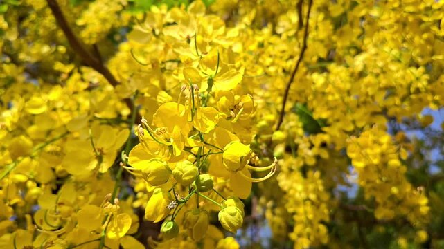 Vibrant yellow amaltas flowers blooming on a tree