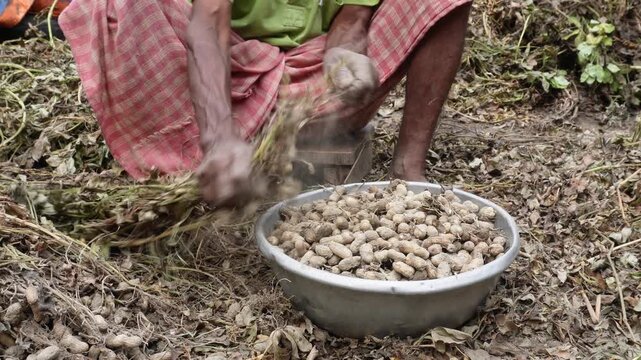 Farmer sorting fresh groundnuts after harvest