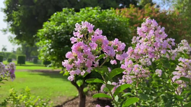 Beautiful pink crape myrtle flowers blooming in a lush green park