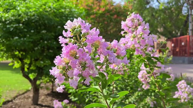 Beautiful pink crape myrtle flowers blooming in a lush green park