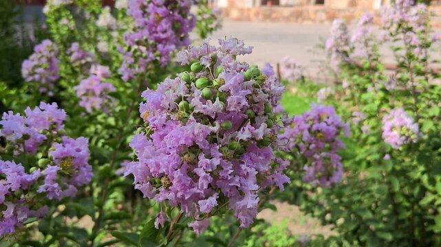 Beautiful pink crape myrtle flowers blooming in a lush green park