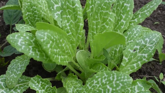 Milk thistle green variegated leaves growing on ground close up background