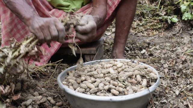 Fresh peanuts being sorted by hand