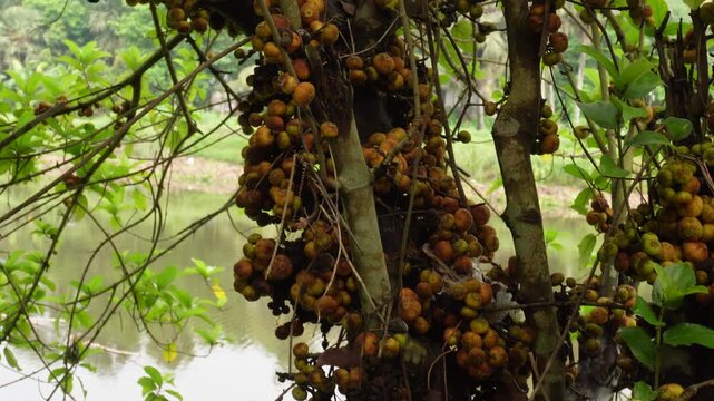 cluster fig tree thriving with wild fruits