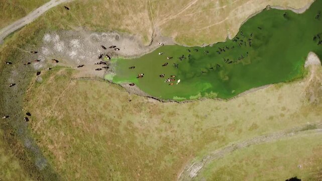 Buffalos, Caws in Water, Flying Drone Aerial View, Domestically Animal Bathing, Cooling in River, Stream, POV