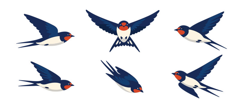 flying swallow bird flat illustrations