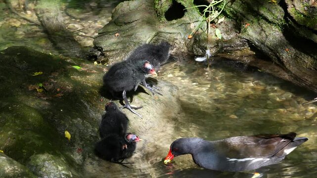 Juvenile baby common moorhen Gallinula chloropus also known as the waterhen, the swamp chicken, and as the common gallinule swimming at a blue lake water