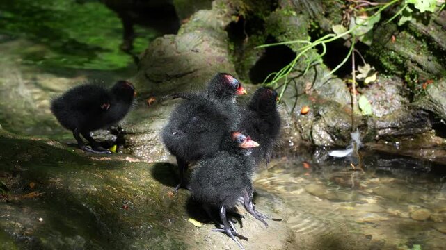 Juvenile baby common moorhen Gallinula chloropus also known as the waterhen, the swamp chicken, and as the common gallinule swimming at a blue lake water