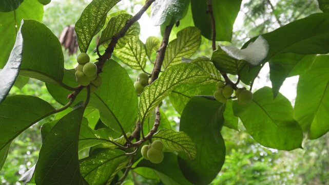 Monkey fruit growing on tropical evergreen tree