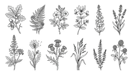 Vintage botanical line art collection, set of 12 hand drawn wildflower and herb sketches, black and white floral vector illustrations for wedding stationery © Shahzad