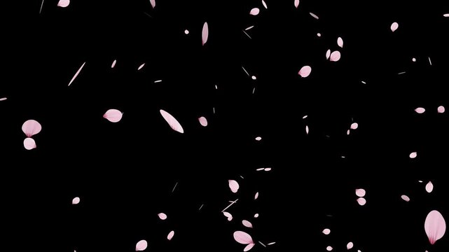 Sakura cherry blossom.Falling cherry blossoms. Spring Easter Overlay.Pink cherry blossom petals falling on black screen for chroma key.Cherry blossom particle animation.