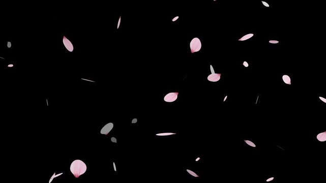Sakura cherry blossom.Falling cherry blossoms. Spring Easter Overlay.Pink cherry blossom petals falling on black screen for chroma key.Cherry blossom particle animation.