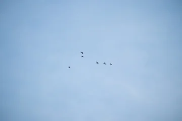 Fototapete Vögel Flock of birds flying together in the blue sky background  © Kwangmoozaa