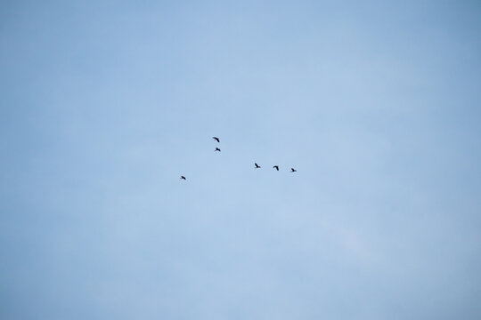Flock of birds flying together in the blue sky background