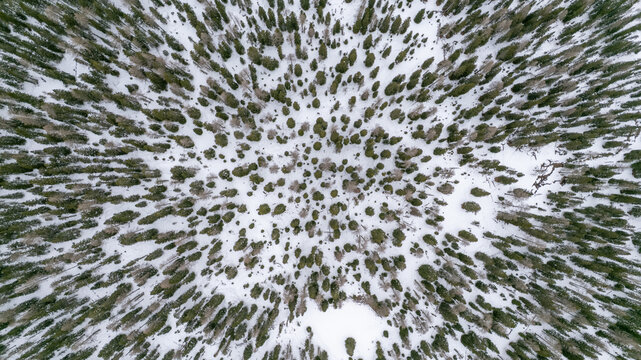 Aerial View of Snow-Covered Conifer Forest in Winter, Dolomites, Italy