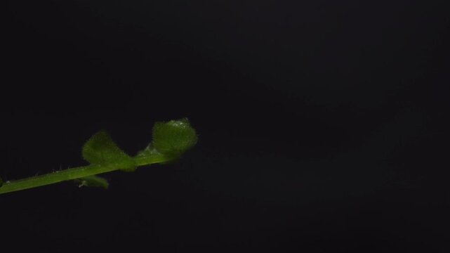 Fern Unfolding Timelapse with Copy Space &ndash; Growth Mindset and New Beginnings
