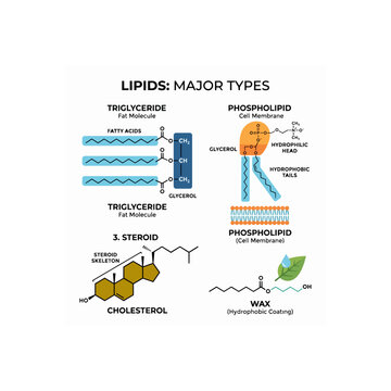 Major Types of Lipids Explained with Chemical Structures.