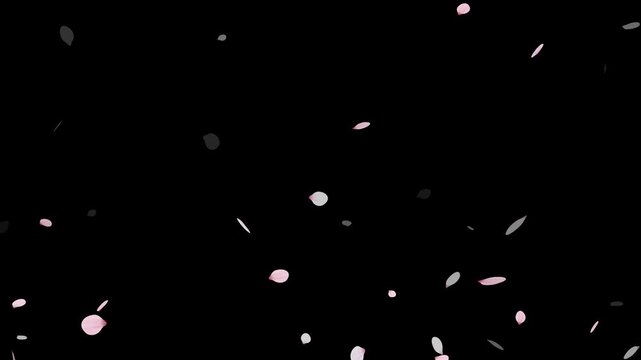 Sakura cherry blossom.Falling cherry blossoms. Spring Easter Overlay.Pink cherry blossom petals falling on black screen for chroma key.Cherry blossom particle animation.