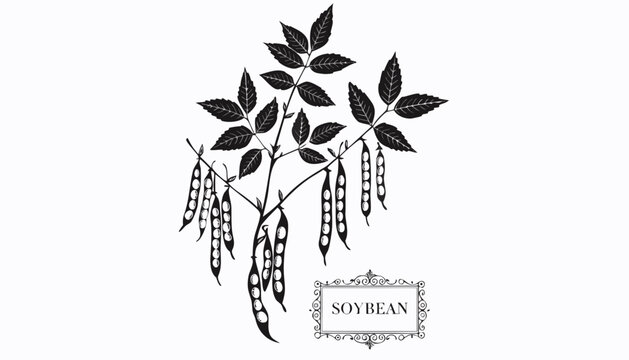 Very beautiful black-and-white engraved vector illustration featuring a SOYBEAN plant with detailed pods and an elegant botanical label reading "SOYBEAN", rendered in refined monochrome engraving styl