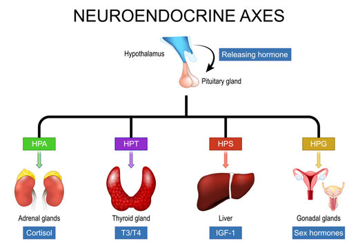 Neuroendocrine axes. Hypothalamus, pituitary, adrenal, thyroid, gonadal glands and hormonal regulation