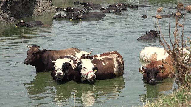 Cows in Water, Domestically Animal Bathing, Cattle Cooling in River, Lake, Countryside, Rustically View