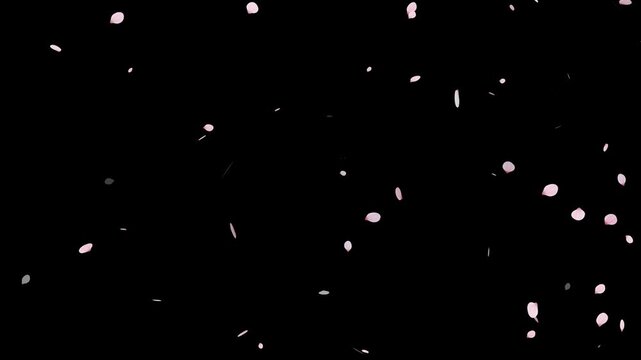 Sakura cherry blossom.Falling cherry blossoms. Spring Easter Overlay.Pink cherry blossom petals falling on black screen for chroma key.Cherry blossom particle animation.