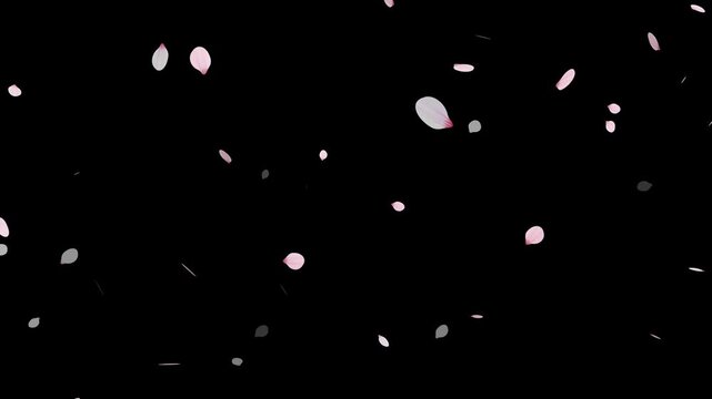 Sakura cherry blossom.Falling cherry blossoms. Spring Easter Overlay.Pink cherry blossom petals falling on black screen for chroma key.Cherry blossom particle animation.