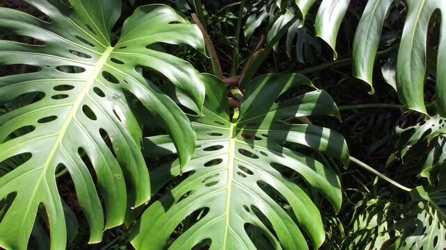 close-up shot of large green monstera deliciosa plant leaves with distinctive holes and patterns, jungle foliage background, natural lighting