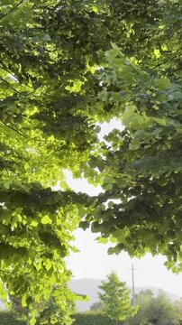 4K footage of green tree leaves gently moving in the wind. Natural outdoor scene with soft motion, sunlight, and a peaceful atmosphere in a lush environment.