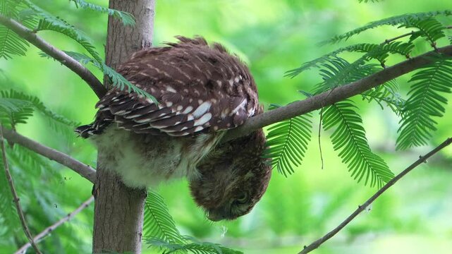 Asian Barred Owlet Hanging Upside Down On Tree Branch