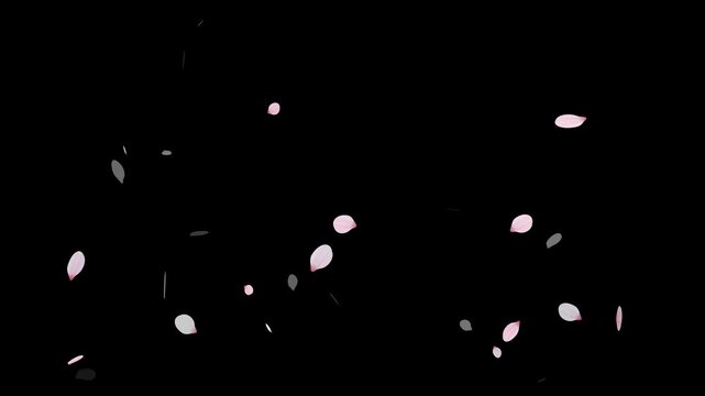 Sakura cherry blossom.Falling cherry blossoms. Spring Easter Overlay.Pink cherry blossom petals falling on black screen for chroma key.Cherry blossom particle animation.