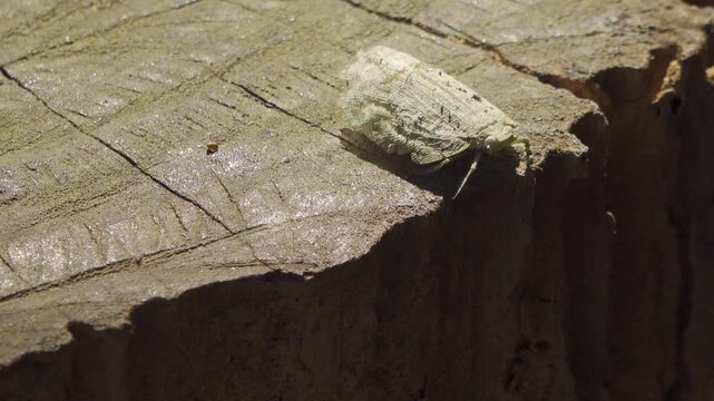 White Jungle Moth Testing Log Edge Then Taking Off - Close Up