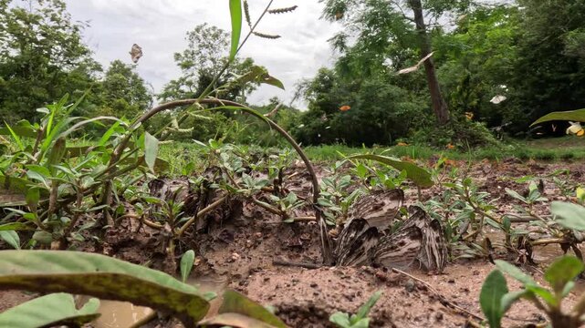 Tropical Butterflies Swarming and Mud Puddling on Jungle Floor