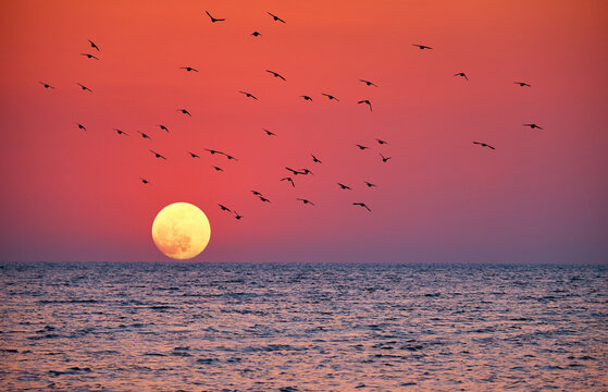 Full moon rising over the sea at sunset with flying birds silhouettes against a dramatic red sky, peaceful seascape and nature background