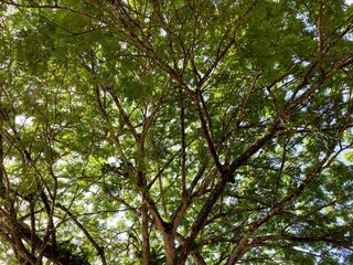 Fototapeta premium low angle view of a large green tree canopy spreading branches against the sky