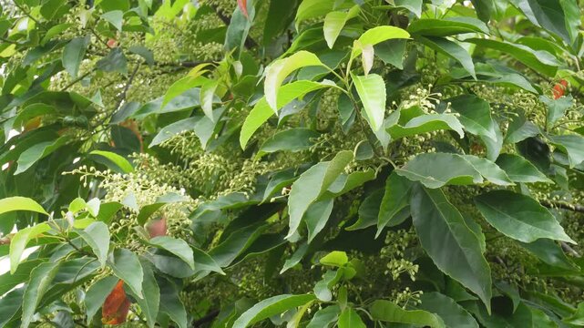 Ceylon olive flowers blooming on lush plant
