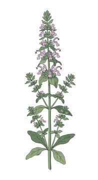 Botanical illustration of Teucrium chamaedrys or wall germander, showing serrated green leaves and small pinkish-purple labiate flowers on a vertical stem, isolated on white.