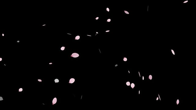 Sakura cherry blossom.Falling cherry blossoms. Spring Easter Overlay.Pink cherry blossom petals falling on black screen for chroma key.Cherry blossom particle animation.