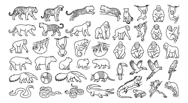 Jungle animal line art icons, set of 48 tropical wildlife vector illustrations, exotic zoo animals and rainforest creatures in minimalist outline style
